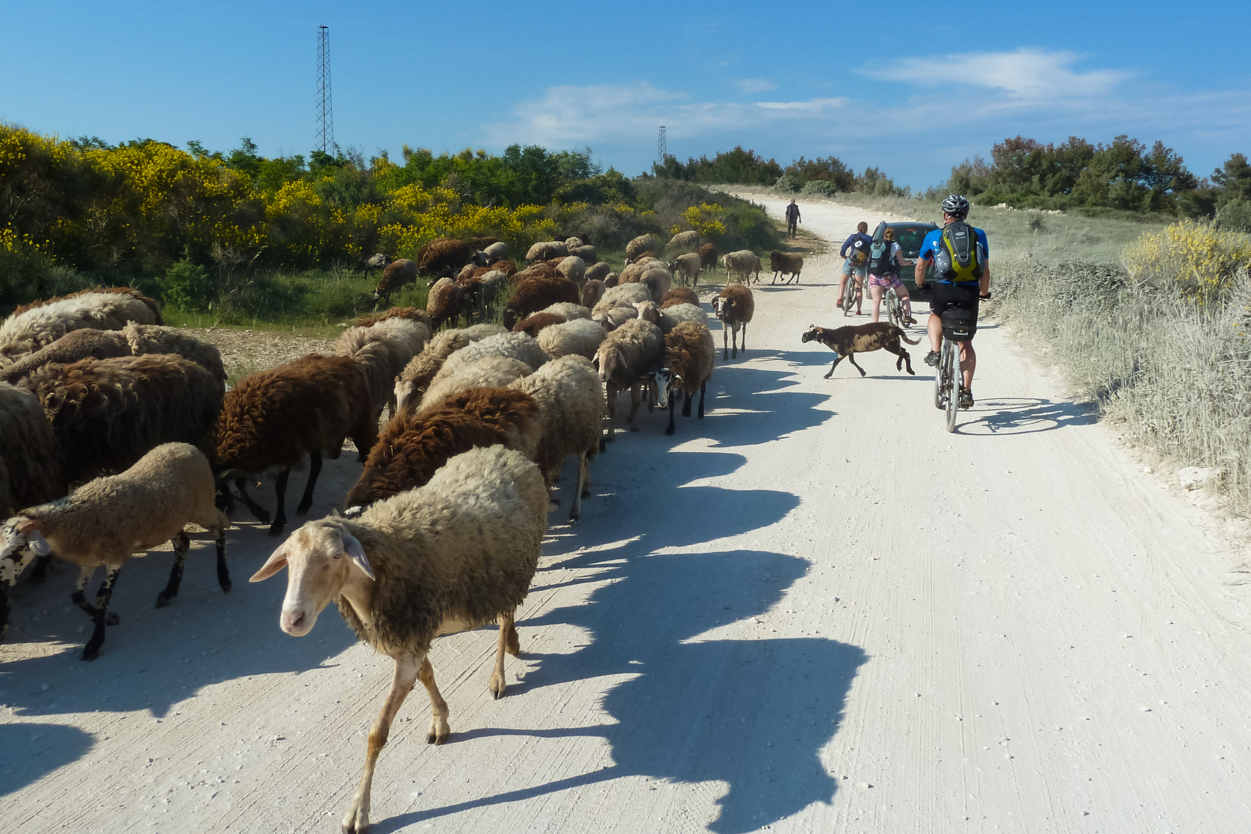 Schafherde auf dem Rückweg – Radfahrer mittendrin